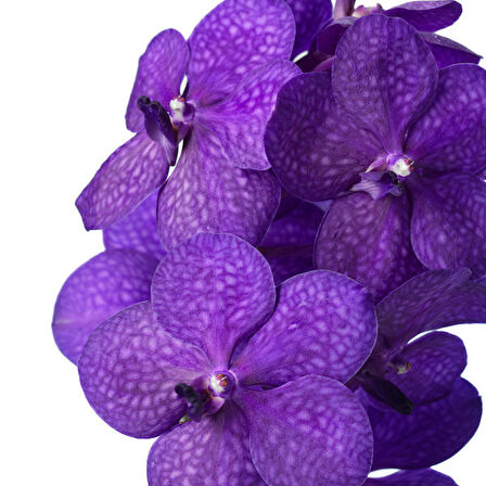 Vanda Tayanee 'Blue' (Vanda Orkide)