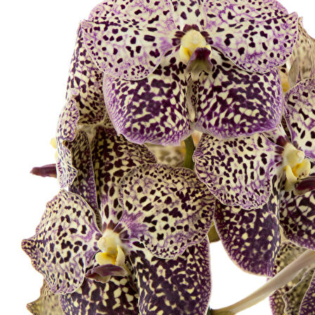 Vanda Sunanda 'Ocelot Sangria' (Vanda Orkide)