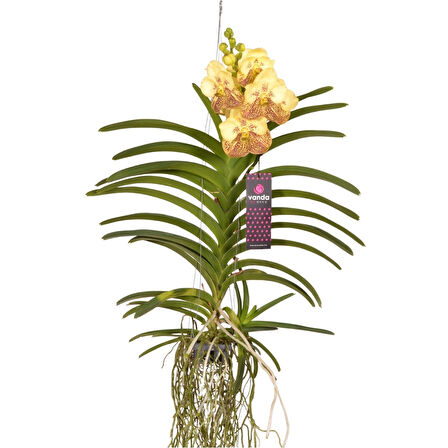 Vanda Sunanda 'Yellow Henna' (Vanda Orkide)