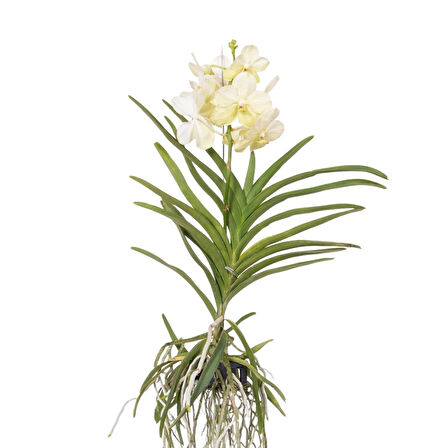 Vanda Tayanee 'White' (Vanda Orkide)