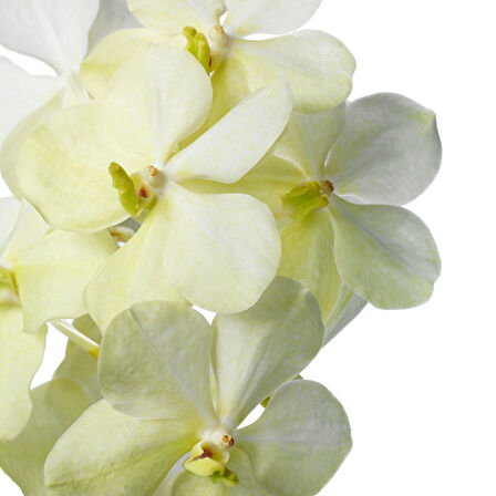 Vanda Tayanee 'White' (Vanda Orkide)