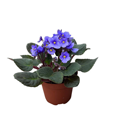 Saintpaulia Ionantha 'Blue' (Menekşe Çiçeği)