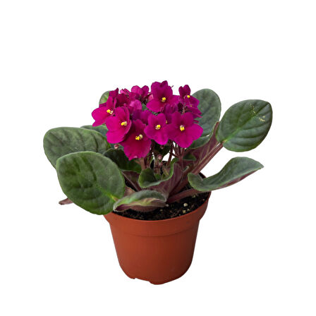Saintpaulia Ionantha 'Purple' (Menekşe Çiçeği)