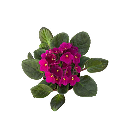 Saintpaulia Ionantha 'Purple' (Menekşe Çiçeği)