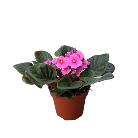 Saintpaulia Ionantha 'Pink' (Menekşe Çiçeği)