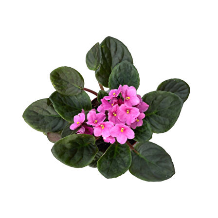 Saintpaulia Ionantha 'Pink' (Menekşe Çiçeği)