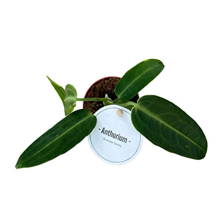 Anthurium Warocqueanum