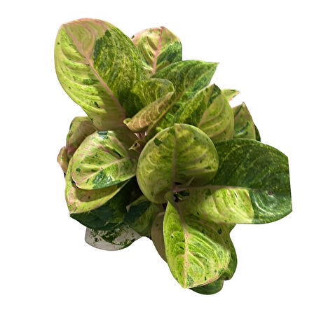 Aglaonema 'Apple Fantasy' (Çin Herdemyeşili)