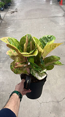 Aglaonema 'Apple Fantasy' (Çin Herdemyeşili)