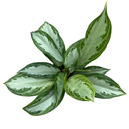 Aglaonema ‘Silver Bay’ (Çin Herdemyeşili)