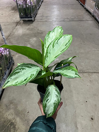 Aglaonema ‘Silver Bay’ (Çin Herdemyeşili)