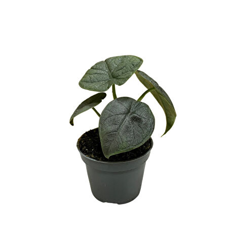 Alocasia Melo (Fil Kulağı)