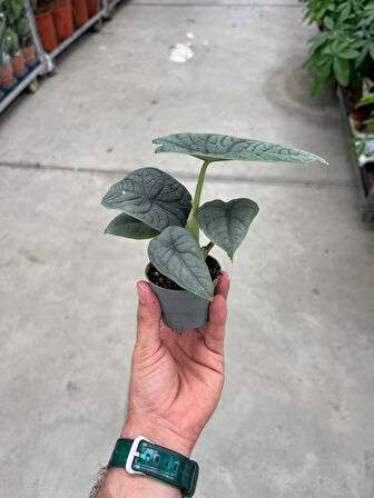 Alocasia Melo (Fil Kulağı)