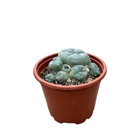 Lophophora Williamsi (Kaktüs)