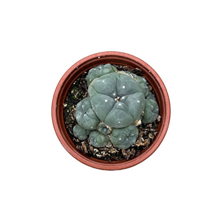 Lophophora Williamsi (Kaktüs)