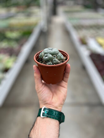 Lophophora Williamsi (Kaktüs)