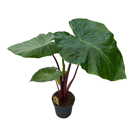 Alocasia 'Imperial Red' (Fil Kulağı)