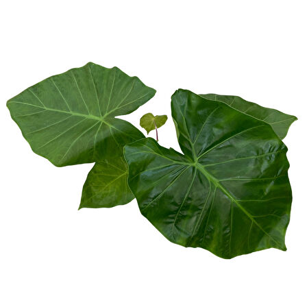 Alocasia 'Imperial Red' (Fil Kulağı)