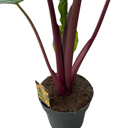 Alocasia 'Imperial Red' (Fil Kulağı)