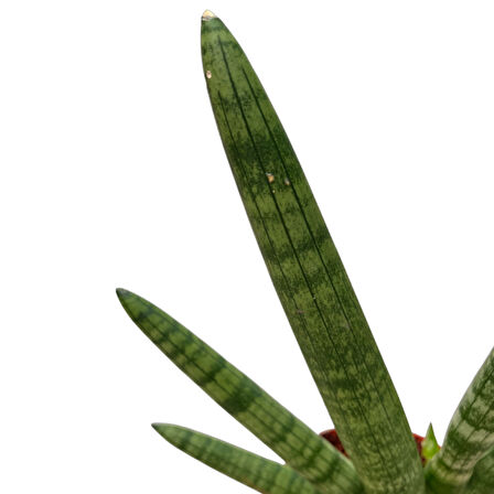 Sansevieria Cylindrica 'Skyline' (Paşa Kılıcı)