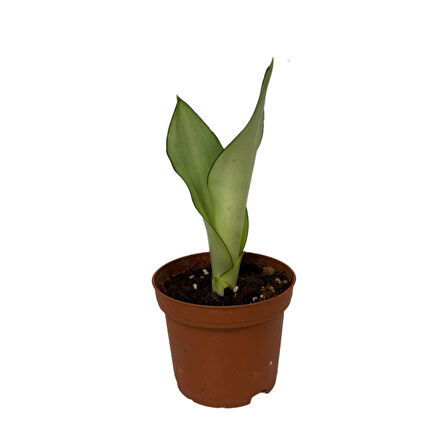 Sansevieria Trifasciata 'Moonshine' (Paşa Kılıcı)