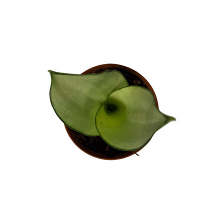 Sansevieria Trifasciata 'Moonshine' (Paşa Kılıcı)