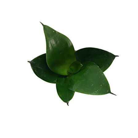 Sansevieria Jade (Paşa Kılıcı)