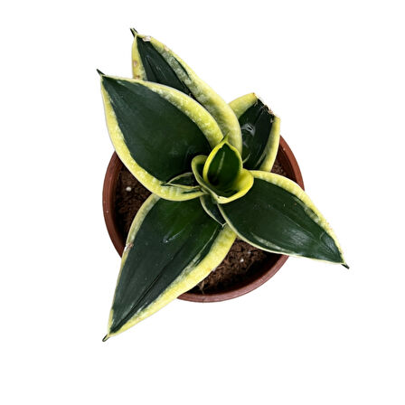 Sansevieria 'Yellow Stripe' (Paşa Kılıcı)