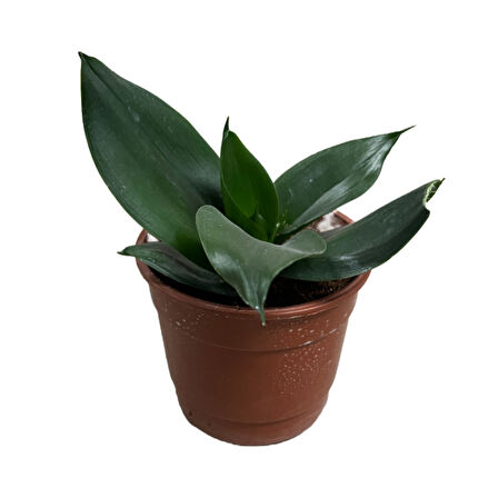 Sansevieria (4'lü Set)