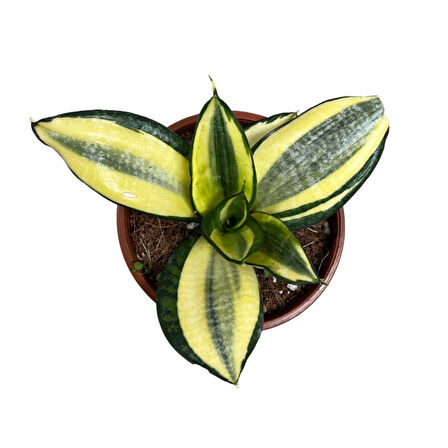 Sansevieria ‘Golden Hahnii’ (Paşa Kılıcı)