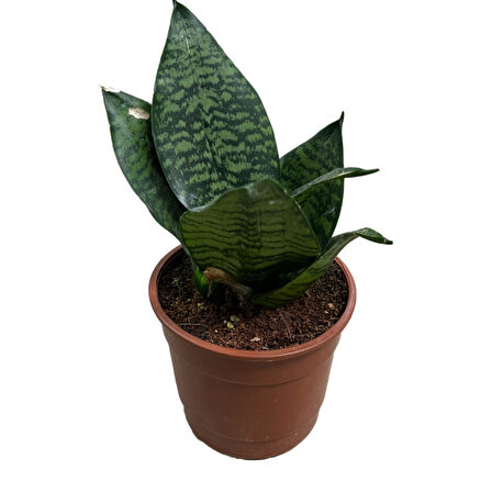 Sansevieria Zeylanica (Paşa Kılıcı)
