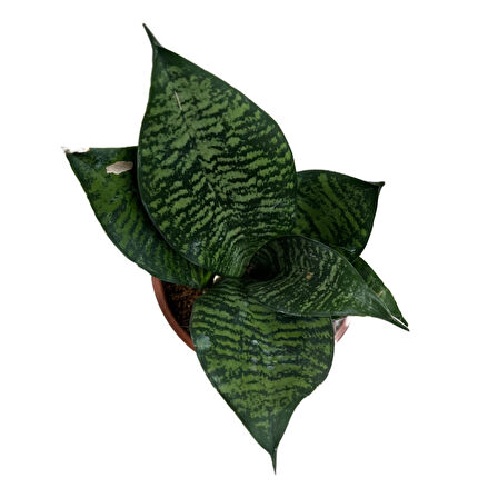Sansevieria Zeylanica (Paşa Kılıcı)