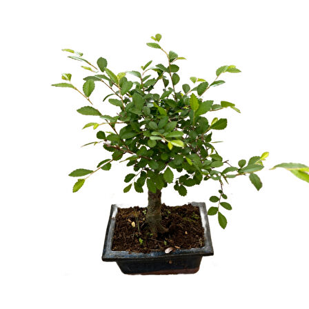 Bonsai - Zelkova