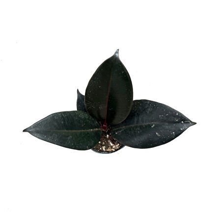 Ficus Elastica 'Abidjan' (Kauçuk Çiçeği)