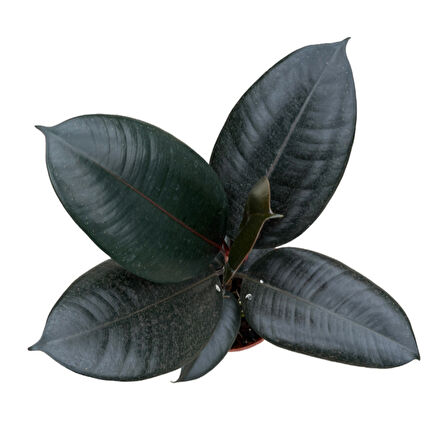 Ficus Elastica 'Abidjan' (Kauçuk Çiçeği)