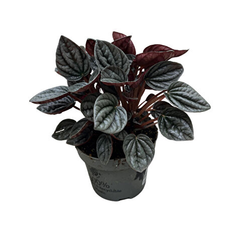 Peperomia Caperata 'Caracas' (Zümrüt Dalgası Çiçeği)