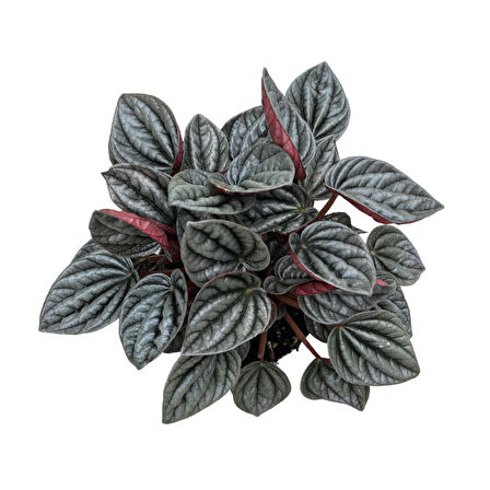 Peperomia Caperata 'Caracas' (Zümrüt Dalgası Çiçeği)