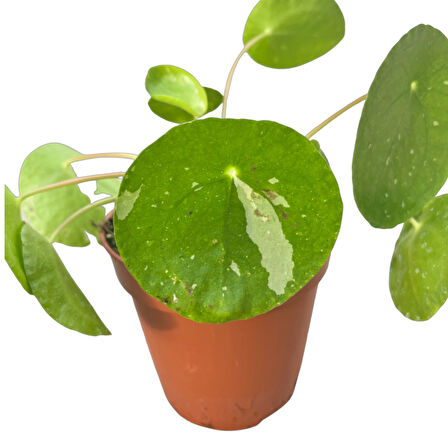 Pilea Peperomioides 'White Splash' (Para Çiçeği)