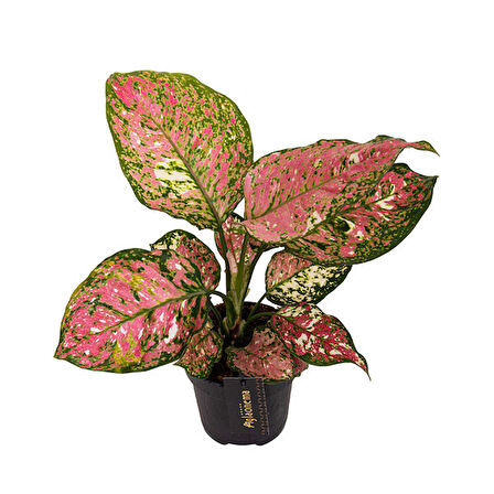 Aglaonema 'Jazzy Red' (Çin Herdemyeşili)