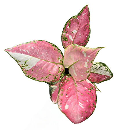 Aglaonema 'Jazzy Red' (Çin Herdemyeşili)
