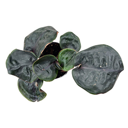 Geogenanthus 'Midnight Pearl'