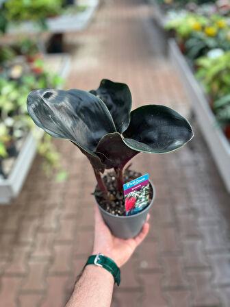 Geogenanthus 'Midnight Pearl'