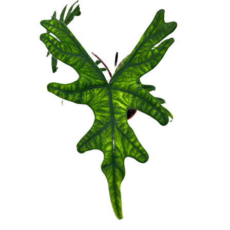 Alocasia Jacklyn (Fil Kulağı)