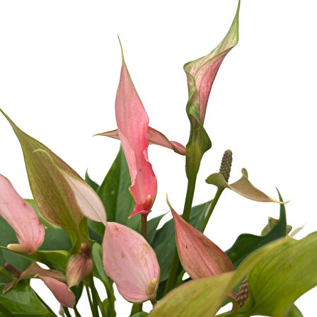Anthurium Andreanum 'Lilli' (Flamingo Çiçeği)