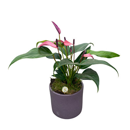 Anthurium Andreanum 'Zizou' (Flamingo Çiçeği)