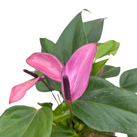Anthurium Andreanum 'Zizou' (Flamingo Çiçeği)