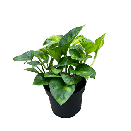 Epipremnum 'Global Green' (Salon Sarmaşığı)