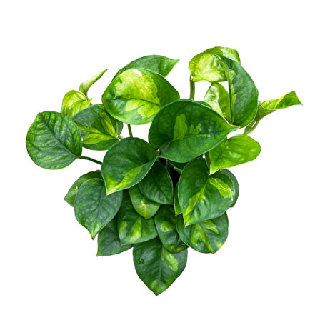 Epipremnum 'Global Green' (Salon Sarmaşığı)