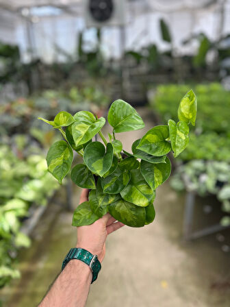 Epipremnum 'Global Green' (Salon Sarmaşığı)