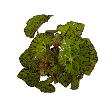 Begonia Froggy (Begonya)